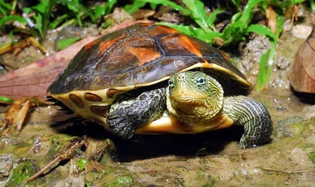 水龜種類