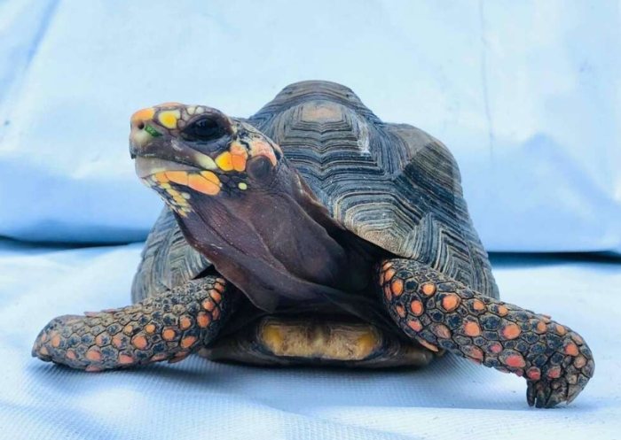 烏龜飼養 烏龜飼養