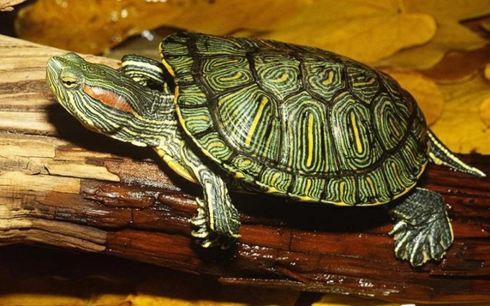 烏龜飼養 烏龜飼養