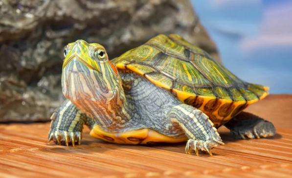烏龜飼養 烏龜飼養