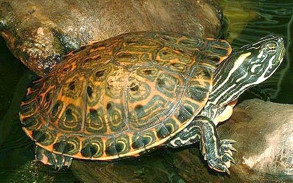 烏龜飼養 烏龜飼養