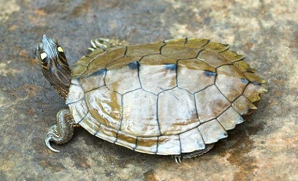 烏龜飼養 烏龜飼養