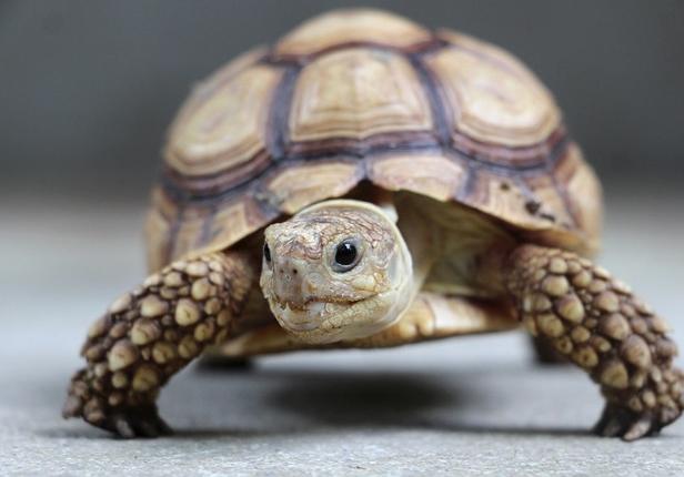 烏龜飼養 烏龜飼養